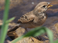 Emberiza impetuani