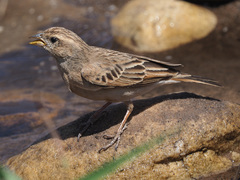 Emberiza impetuani