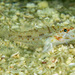 Slender Sandgoby - Photo (c) Anne Hoggett, some rights reserved (CC BY-NC), uploaded by Anne Hoggett