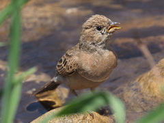 Emberiza impetuani