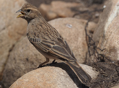 Emberiza impetuani
