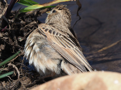 Emberiza impetuani