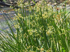 Cyperus denudatus