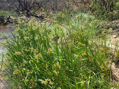 Cyperus denudatus