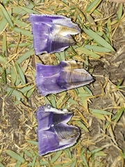 Austrobalanus imperator