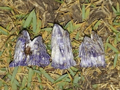 Austrobalanus imperator