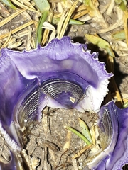 Austrobalanus imperator