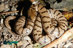 Ashkhabad Dwarf Racer photo 2