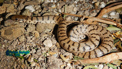Ashkhabad Dwarf Racer photo 3