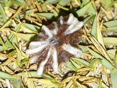 Siphonaria denticulata