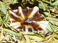 Siphonaria denticulata