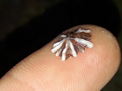 Siphonaria denticulata