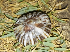 Siphonaria denticulata