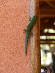 Phelsuma lineata