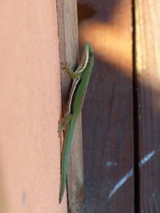 Phelsuma lineata