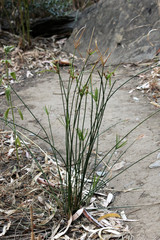 Cyperus vaginatus
