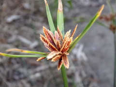 Cyperus vaginatus