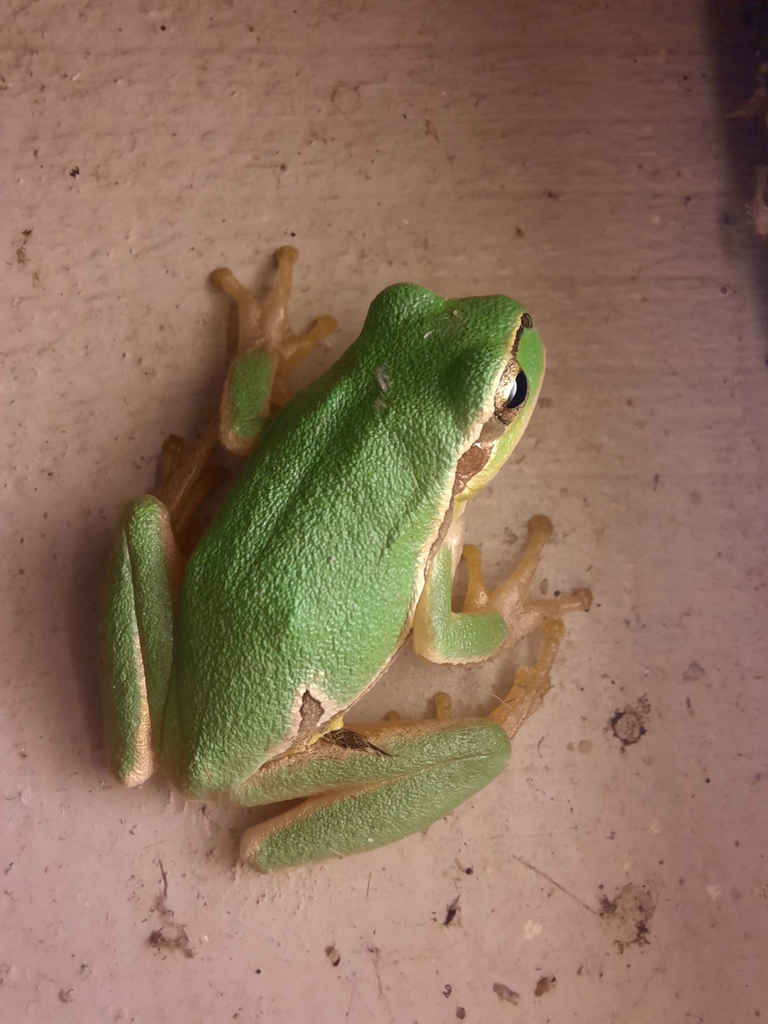 Eastern Tree Frog from Sfântu 827195, Rumänien on 19 August