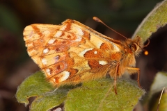 Boloria alaskensis