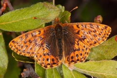 Boloria alaskensis