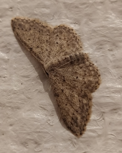 Idaea seriata
