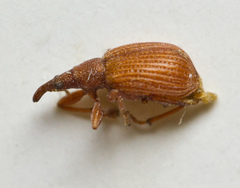 Apion haematodes