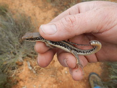 Gerrhosaurus typicus