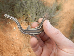 Gerrhosaurus typicus
