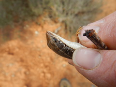 Gerrhosaurus typicus