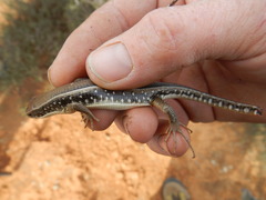 Gerrhosaurus typicus