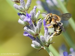 Anthidium