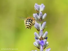 Anthidium