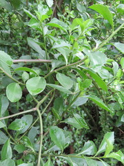 Senecio brachypodus