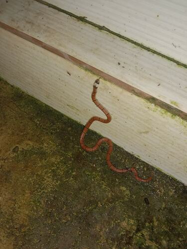Guangxi Coral Snake