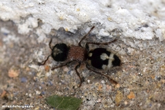Ronisia barbarula