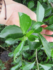 Senecio brachypodus