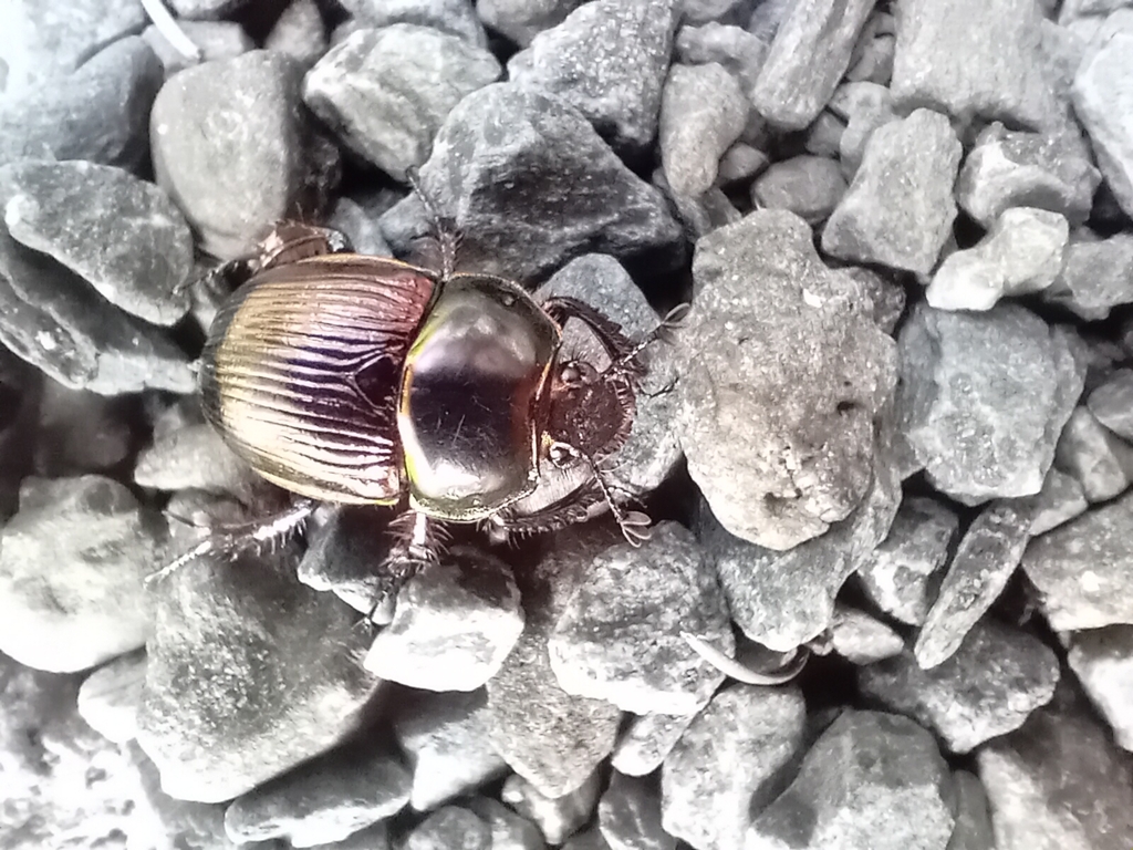 Phelotrupes auratus auratus from Kokonoe on August 19, 2023 at 0411 PM