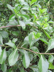 Senecio brachypodus