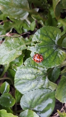 Harmonia axyridis
