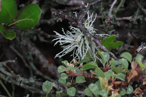 Niebla ceruchis