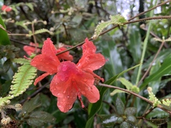 Rhododendron oldhamii
