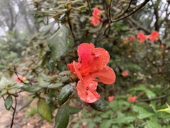 Rhododendron oldhamii