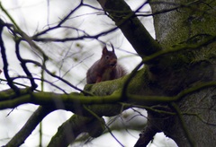 Sciurus vulgaris