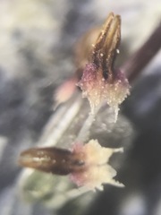 Erica cooperi cooperi