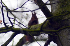 Sciurus vulgaris