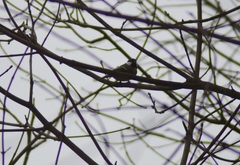 Parus major