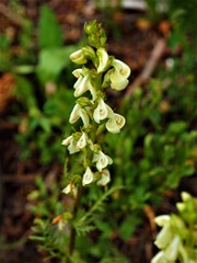 Pedicularis contorta