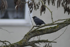 Corvus monedula
