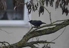 Corvus monedula
