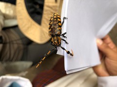 Aristobia reticulator